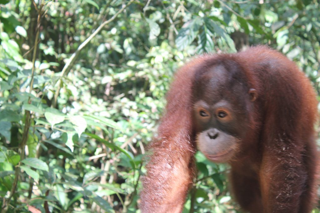 palm oil orangutan Frodsham Life